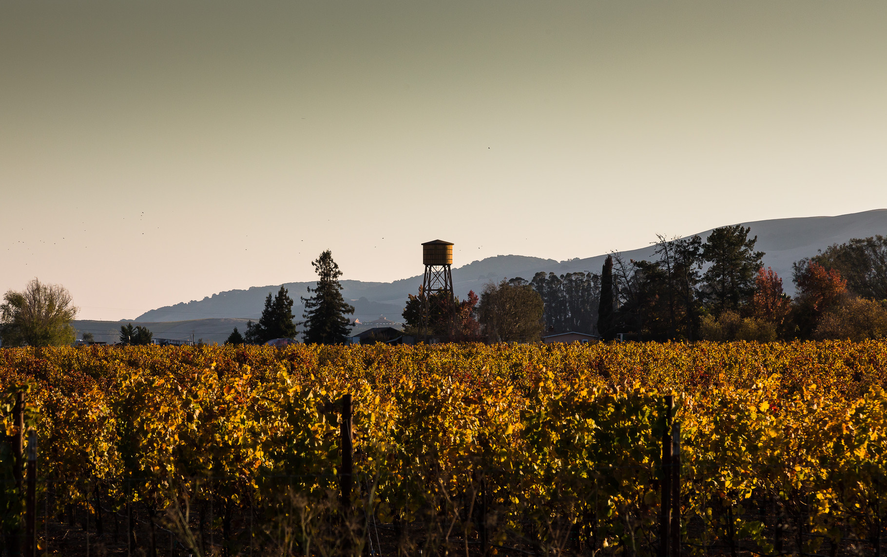 Napa Valley, Californien, USA (2015) 