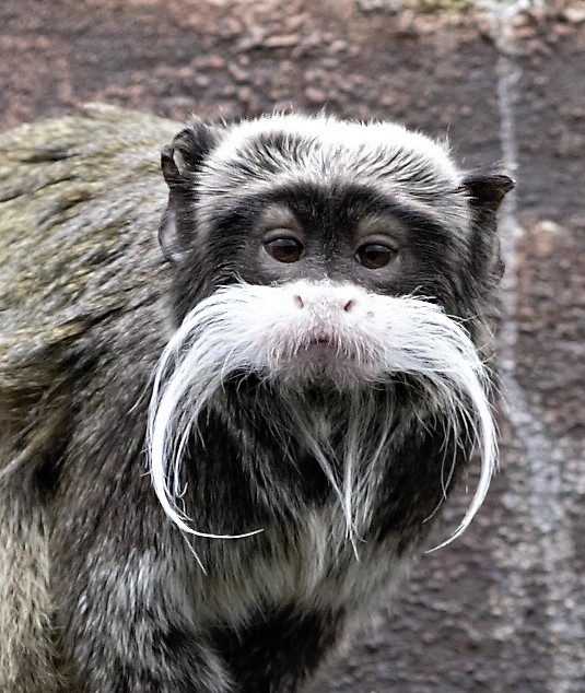 Lisbon Zoo (Jardim Zoologico de Lisboa), Portugal (2021)
