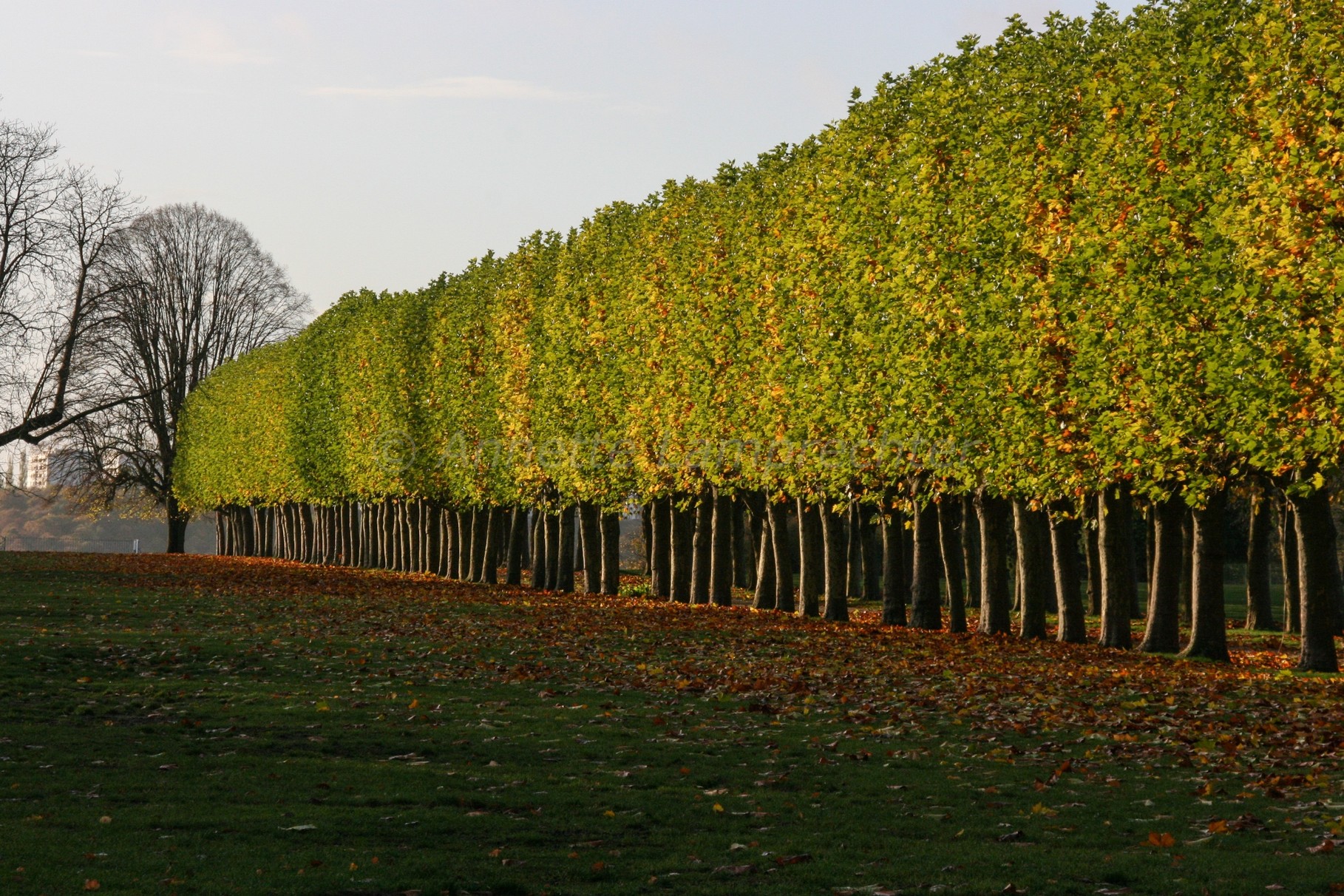 Parc de l'Observatoire, Meudon, Frankreich (2009)