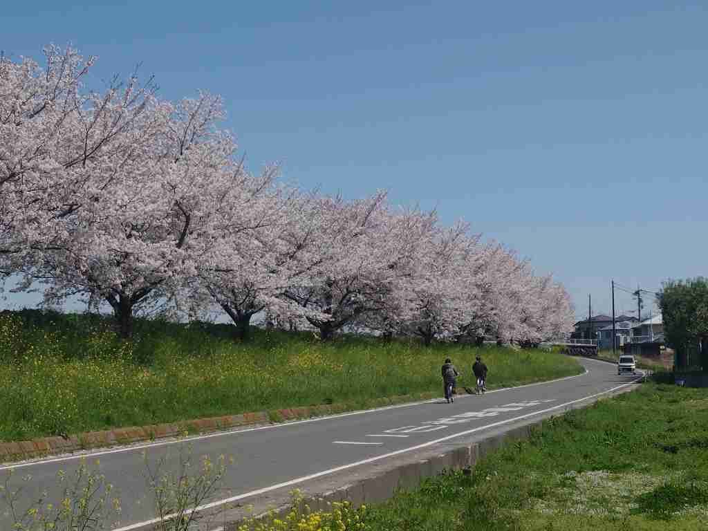 桜