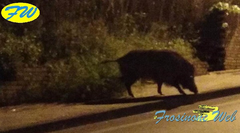 Investe un Cinghiale e Distrugge l’Auto