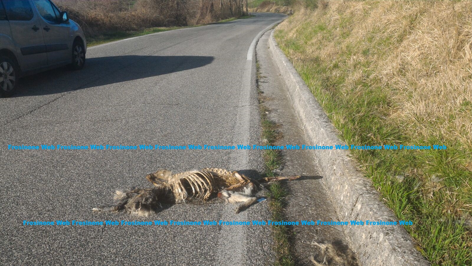 Cane Sbranato Dai Lupi Frosinone Web