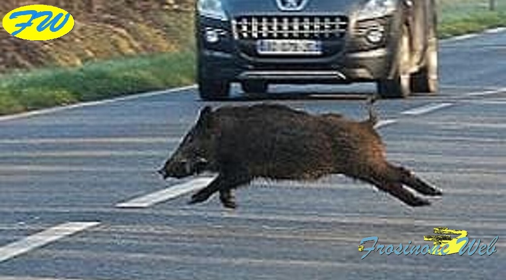 Investe un Cinghiale. Auto Distrutta