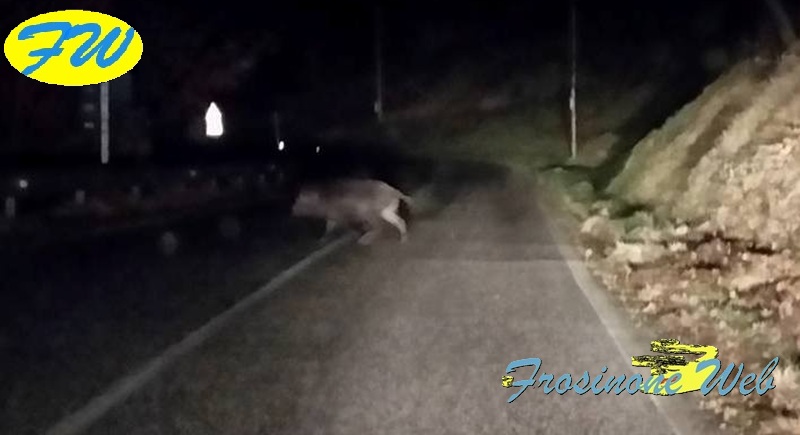 Investe un Cinghiale