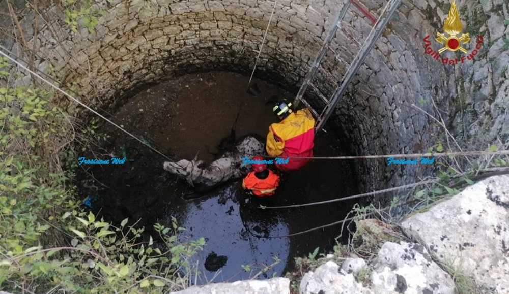 Bovino Scivola in un Pozzo