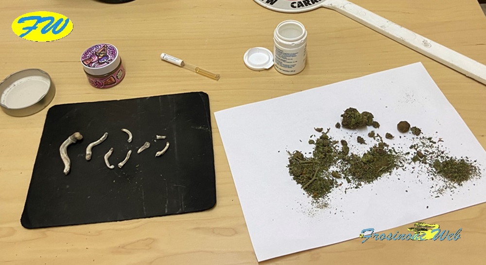 Nel Camper Marijuana E Funghi Allucinogeni
