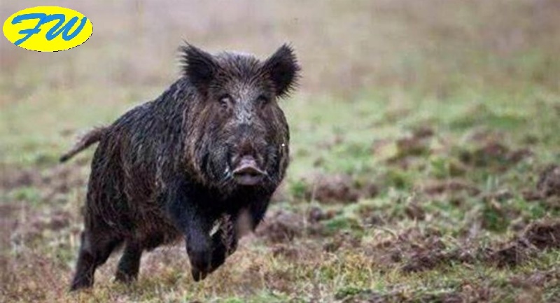Ferito a Morte dal Cinghiale
