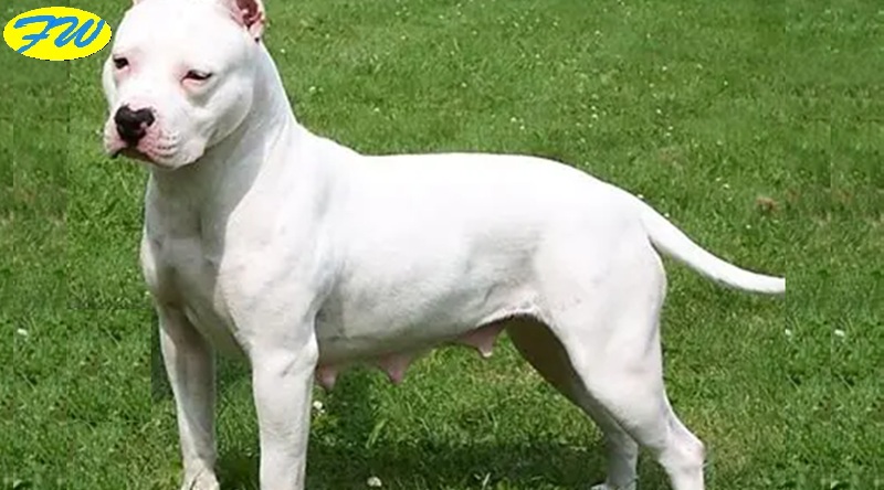 Azzannata dal Pitbull del Vicino