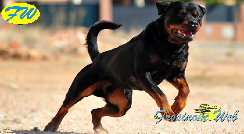Cane Ucciso dal Rottweiler. Proprietario Ferito