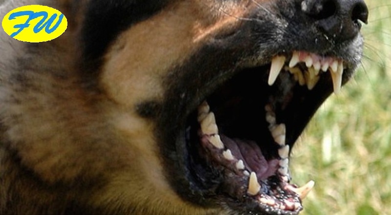 Medico Morso dal Cane