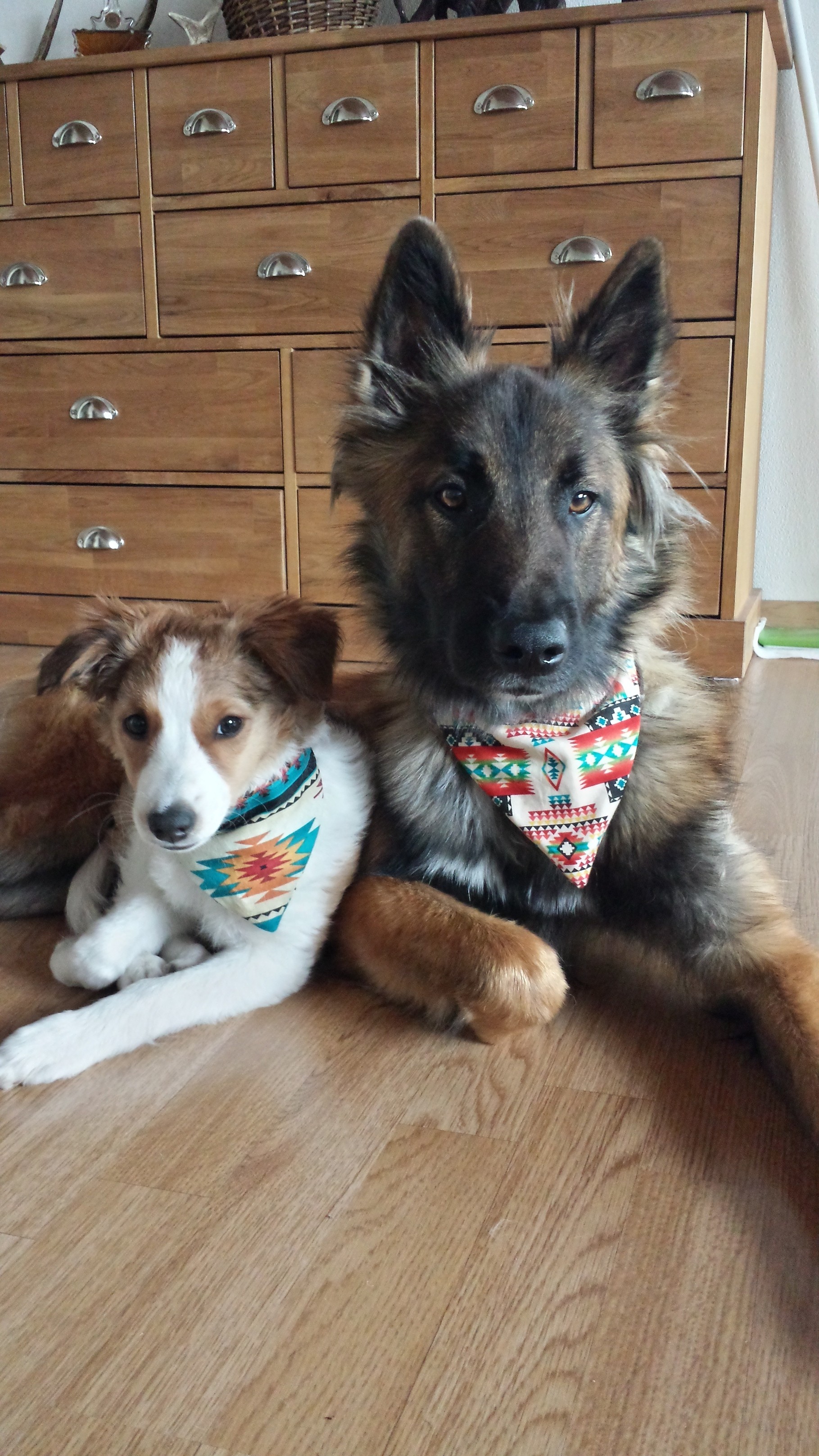 SpaDog Bandanas / Zurzeit keine Herstellung spadogs seite!