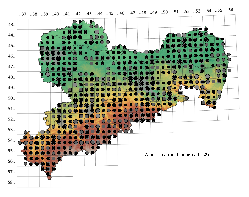 Distelfalter Vanessa cardui in Sachsen Tagfalter Pollrich
