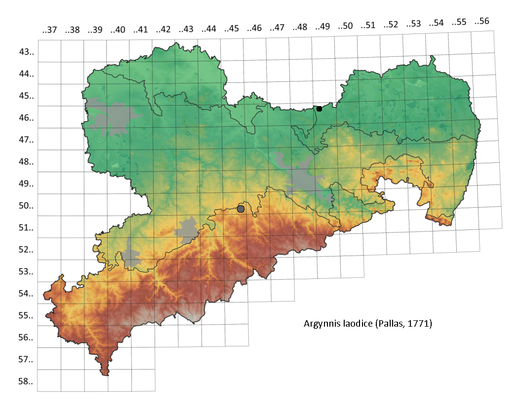 Östlicher Pelmutterfalter Argynnis laodice in Sachsen Tagfalter Pollrich