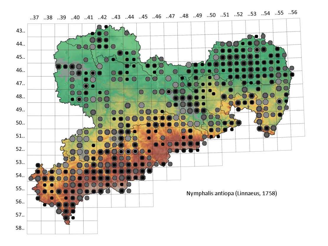 Vorkommen von Nymphalis antiopa in Sachsen ab 2007