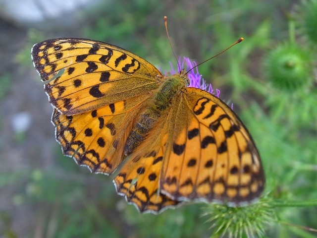 Argynnis adippe. - Spey, Heidegebiet unter Strommasten neben Strasse nach Boxberg (gegenüber Tagebau Nochten) 10.08.2013 - F. Herrmann