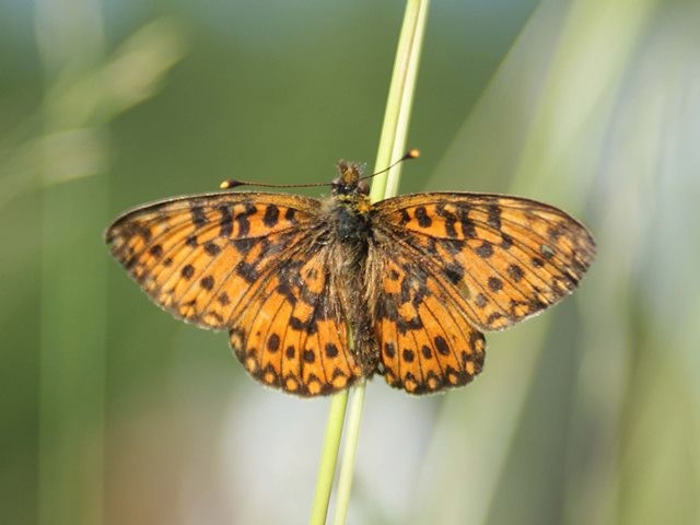 Boloria selene. - Kühnhaide nahe Reizenhain 23.06.2008 - M. Eigner