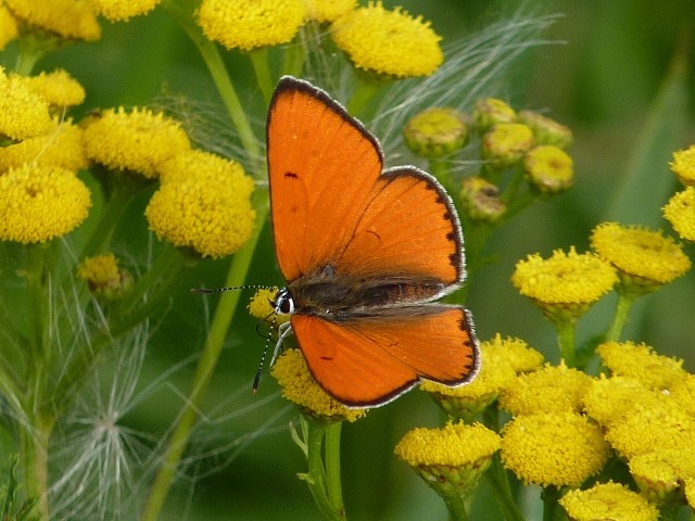 Lycaena dispar. - Wiese in Neuschirgiswalde, Hexenfeuerplatz 09.08.2012 - K. Thomas