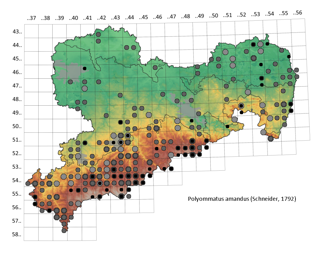 Prächtiger Bläuling Polyommatus amandus in Sachsen Tagfalter Pollrich