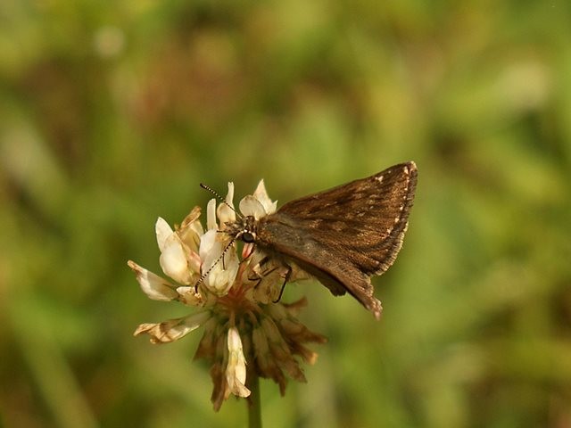 Erynnis tages. - Biesern 30.07.2009 - M. Eigner