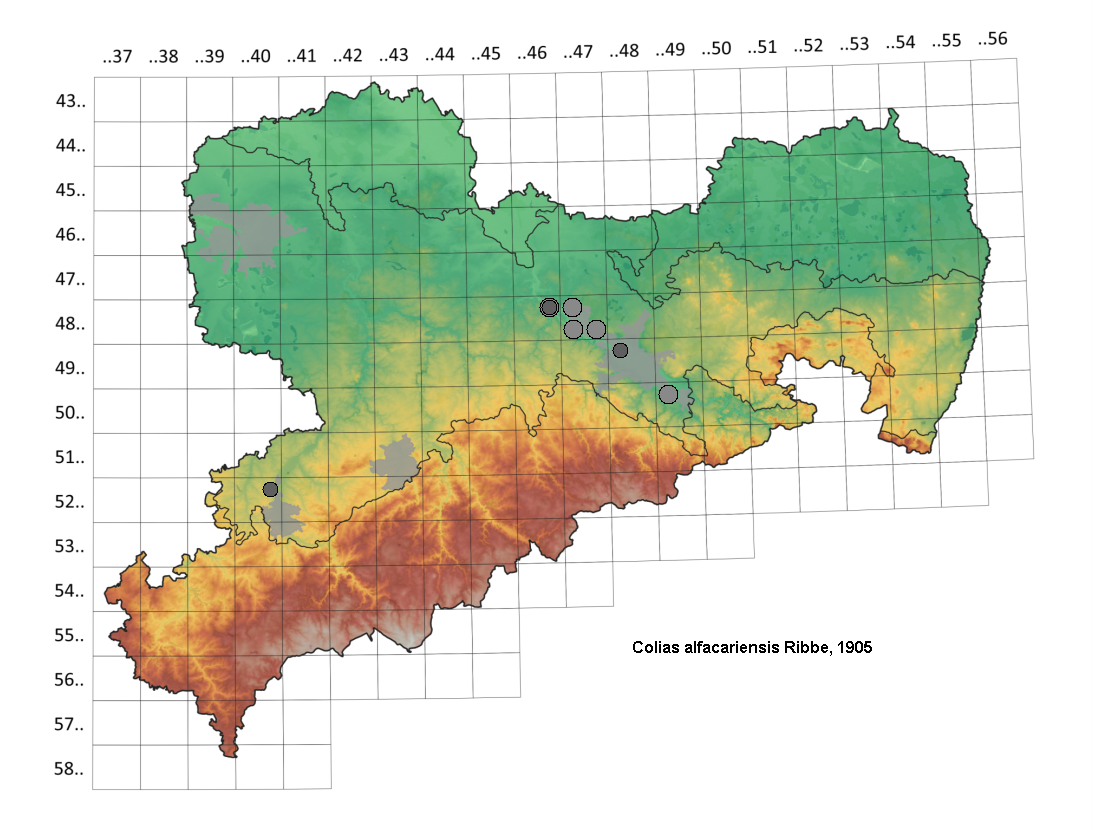 Hufeisenklee-Gelbling Colias alfacariensis in Sachsen Tagfalter Pollrich