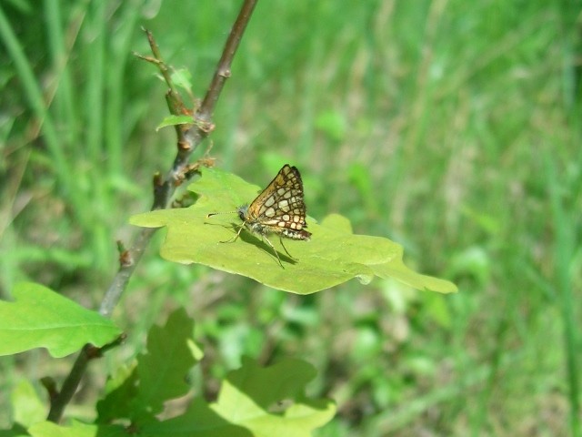 Carterocephalus palaemon. - Biesern, Sandgrube 26.05.2005 - S. Pollrich