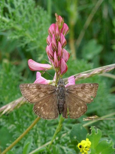 Erynnis tages an Saat-Esparsette. - Müllberg Möckern, Ruderalfläche an Bahnlinie 31.05.2009 - D. Wagler