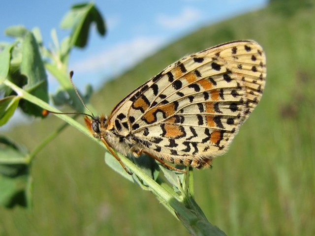 Melitaea didyma (Unterseite). - Ungarn, Balaton, Halbinsel Tihany 17.05.2011 - F. Herrmann