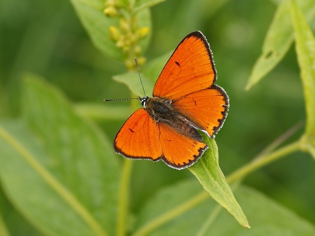 Lycaena dispar. - ehemaliger Truppenübungsplatz 02.07.2012 - M. Trampenau