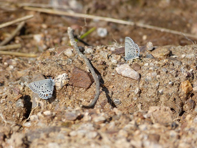 Plebejus optilete. - Johanngeorgenstadt, Henneberger Hang 07.07.2013 - S. Pollrich