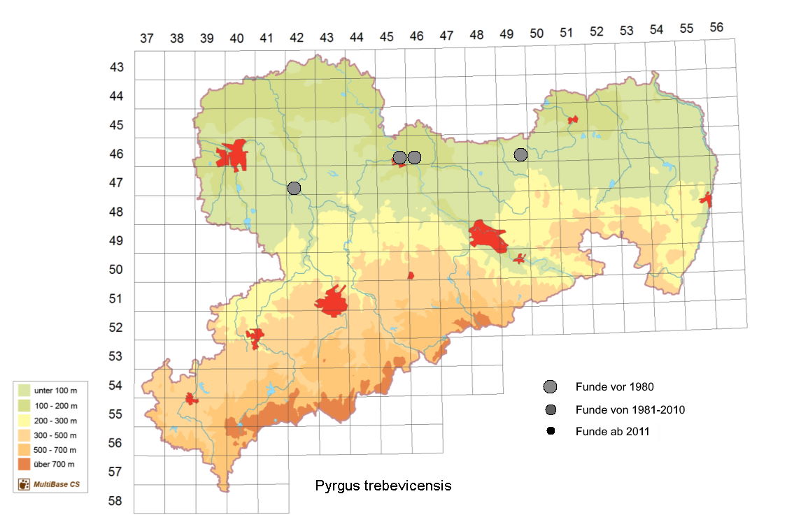 Warrens Würfel-Dickkopffalter, Pyrgus trebevicensis, in Sachsen, Pollrich Tagfalter