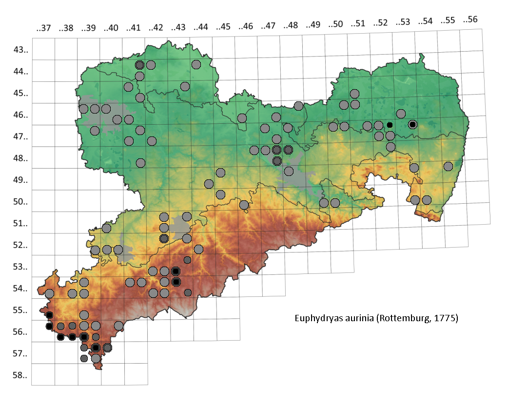 Goldener Scheckenfalter Euphydryas aurinia in Sachsen Tagfalter Pollrich