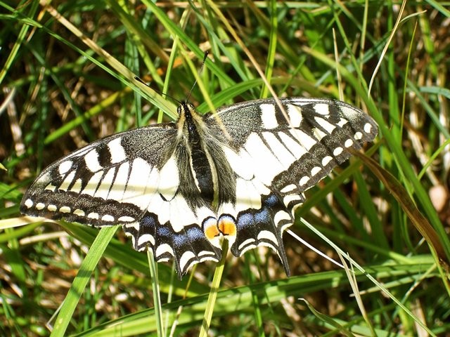 Papilio machaon. - 24.07.2007 - M. Eigner