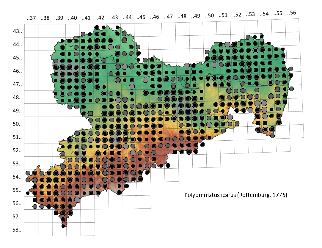Hauhechel-Bläuling Polyommatus icarus in Sachsen Tagfalter Pollrich