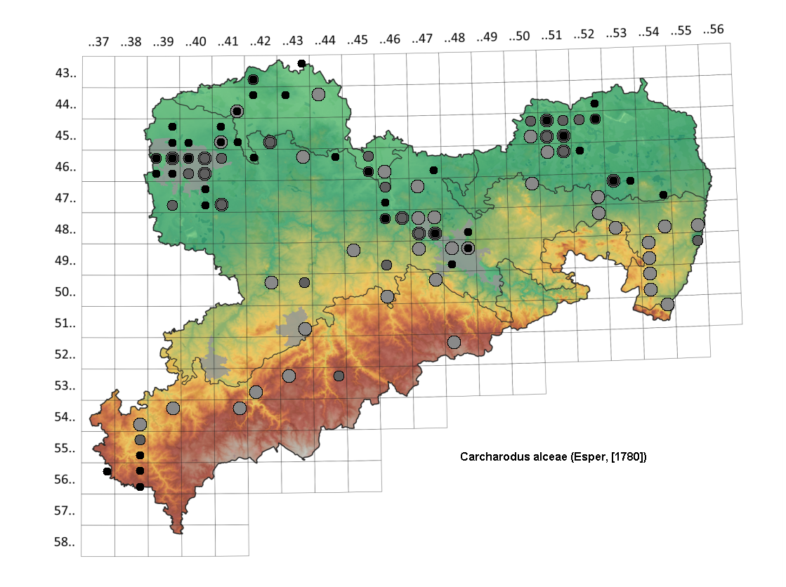 Malven Dickkopffalter, Carcharodus alceae, in Sachsen, Tagfalter Pollrich