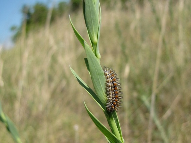 Melitaea didyma (Raupe). - Ungarn, Balaton, Halbinsel Tihany 17.05.2011 - F. Herrmann