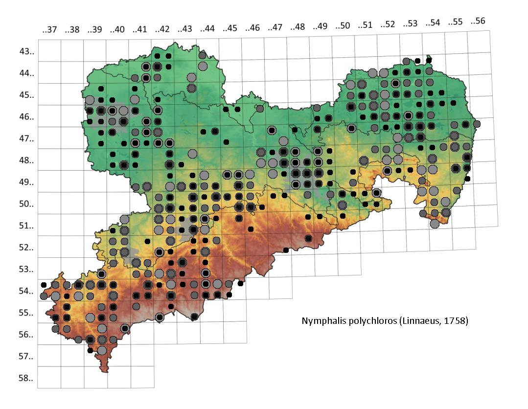 Großer Fuchs Nymphalis polychloros in Sachsen Tagfalter Pollrich