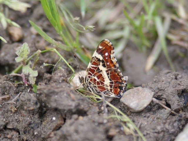 Araschnia levana. - 17.07.2008 - M. Eigner