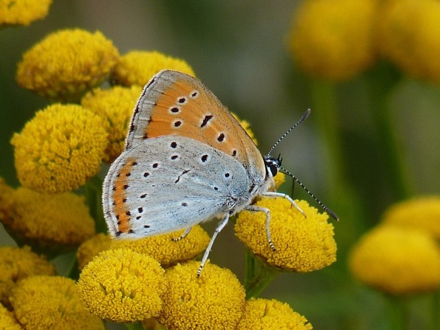 Lycaena dispar. - Wiese in Neuschirgiswalde, Hexenfeuerplatz 09.08.2012 - K. Thomas