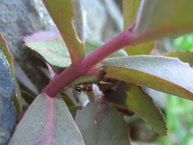 Raupe von Scolitantides orion in Begleitung einer Ameise. - Mittweida, Liebenhainer Mühle 16.06.2005 - S. Pollrich