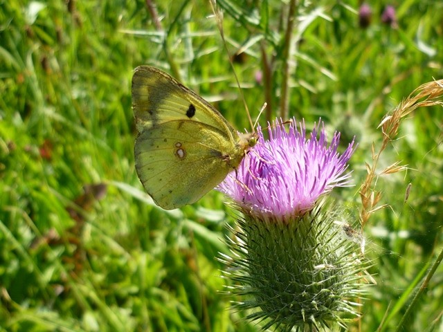 Colias hyale. - 19.08.2012 - F. Einenkel