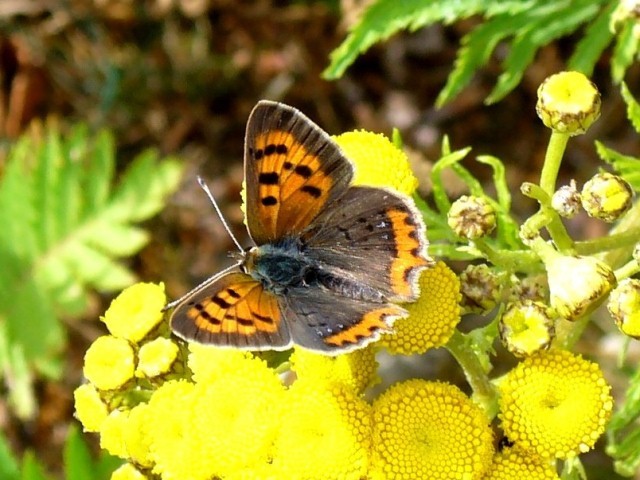 Lycaena phlaeas. - 21.06.2011 - U. Kunick