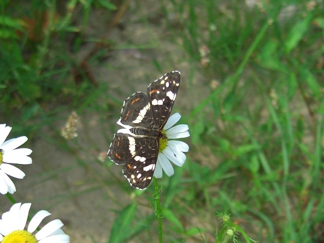 Araschnia levana. - Niederstriegis 14.07.2006 - S. Pollrich