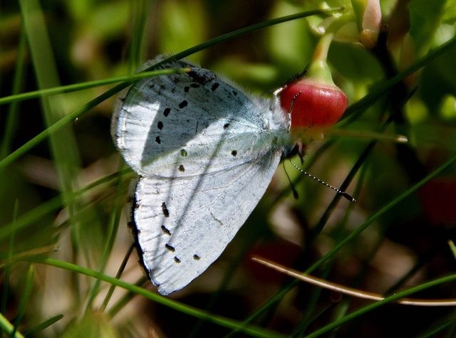 Celastrina argiolus an Blaubeerblüten. - Einsiedel 25.04.2010 - M. Eigner