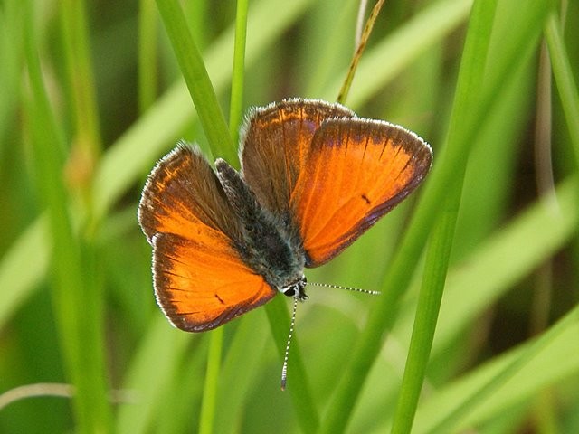 Lycaena hippothoe. - Geyer, Hermannsdorfer Wiesen 18.06.2011 - M. Eigner