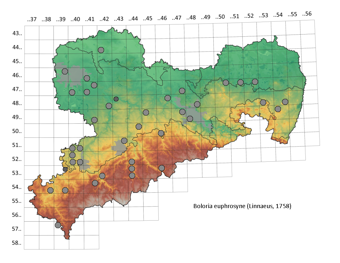 Silberfleck-Perlmutterfalter Boloria euphrosyne in Sachsen Tagfalter Pollrich