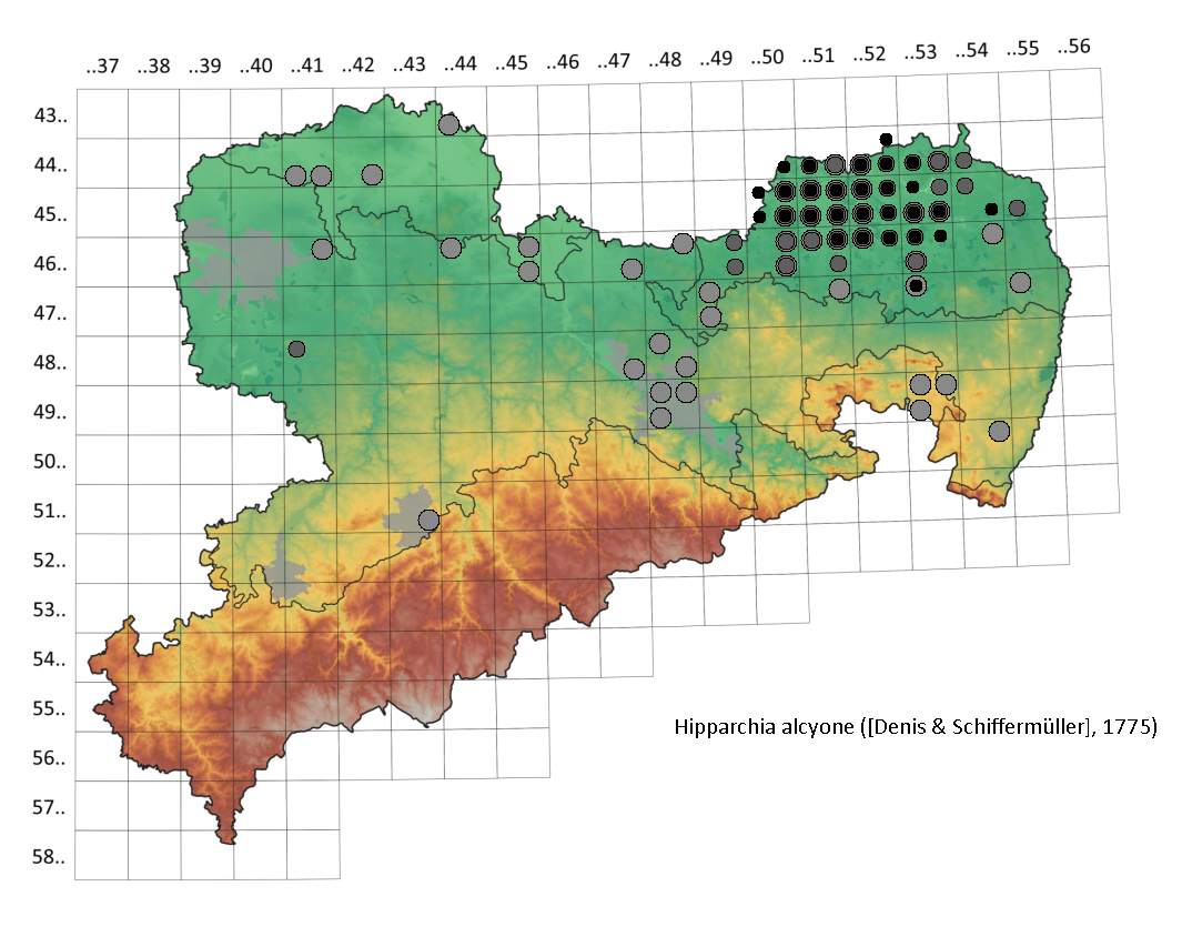 Kleiner Waldportier Hipparchia alcyone in Sachsen Tagfalter Pollrich