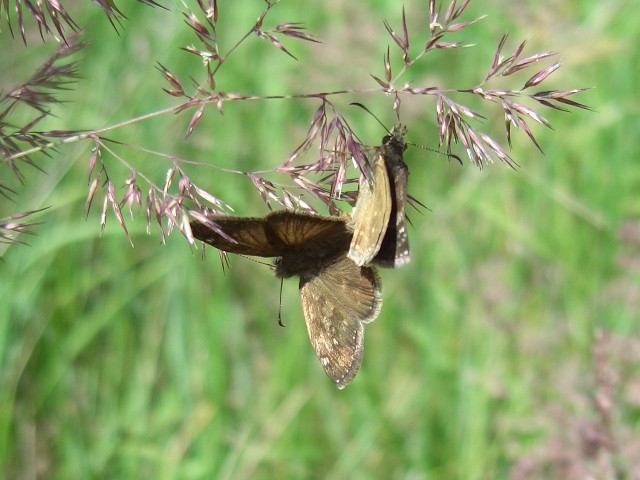 Kopula von Erynnis tages. - Penna, Sandgrube 18.07.2005 - S. Pollrich