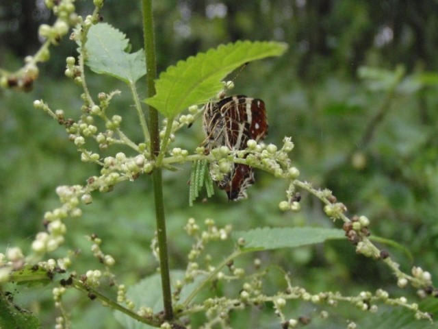 Weibchen von Araschnia levana bei der Eiablage. - Naundorf 12.07.2009 - S. Pollrich