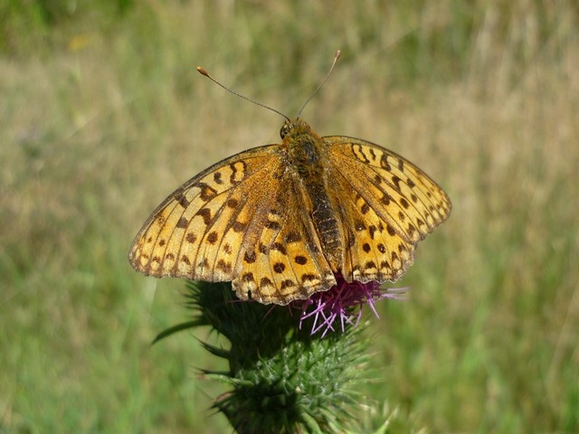 Argynnis adippe. - Waldlichtung zwischen Hartenstein und Bad Schlema 05.09.2013 - F. Einenkel