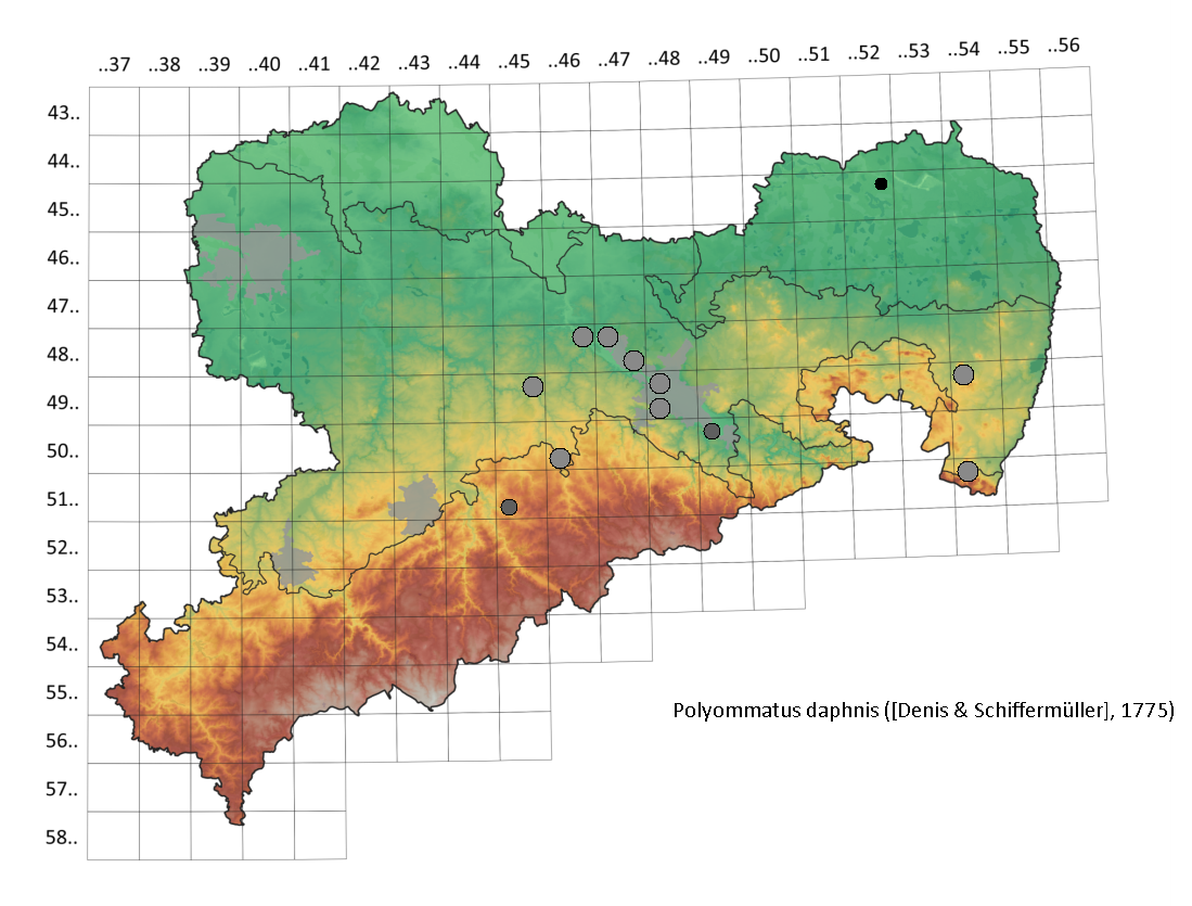 Zahnflügel-Bläuling Polyommatus daphnis in Sachsen Tagfalter Pollrich